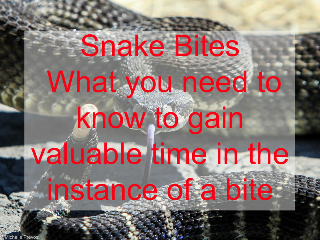 Snake Bites - What You Need To Know, To Help You Survive - Men Do Outdoors